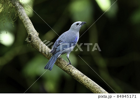 アメリカのコスタリカに住む美しい幸せの青い鳥ソライロフウキンチョウ 84945171