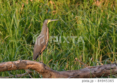 アメリカのコスタリカに住むしま模様の美しいサギ アメリカのコスタリカに住むしま模様の美しいサギ 84945365