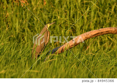 アメリカのコスタリカに住むしま模様の美しいサギ 84945366