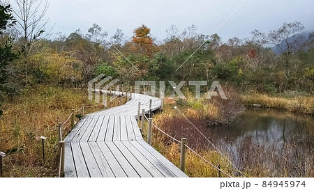 箱根　湿生花園の散策路 84945974