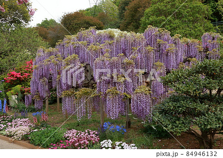 あしかがフラワーパーク　藤の花 84946132