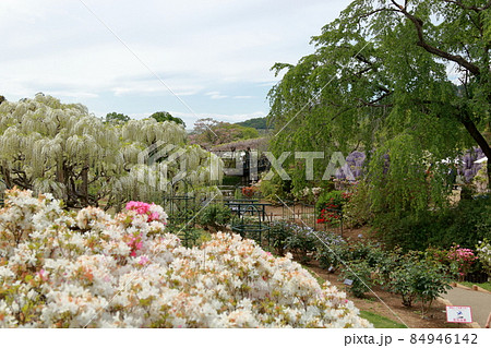 あしかがフラワーパーク 藤の花 あしかがフラワーパーク 藤の花 84946142