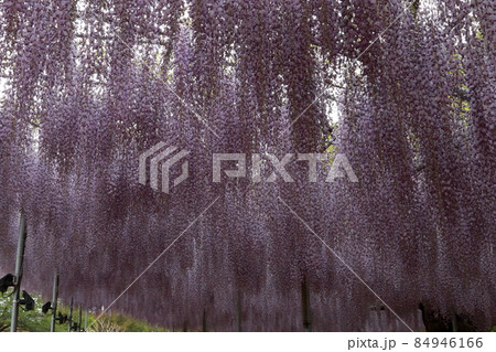 あしかがフラワーパーク 藤の花 あしかがフラワーパーク 藤の花 84946166