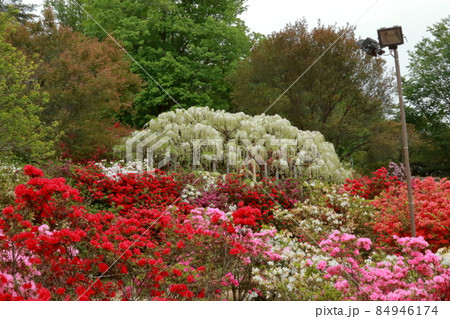 あしかがフラワーパーク　藤の花 84946174
