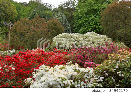 あしかがフラワーパーク 藤の花 あしかがフラワーパーク 藤の花 84946179