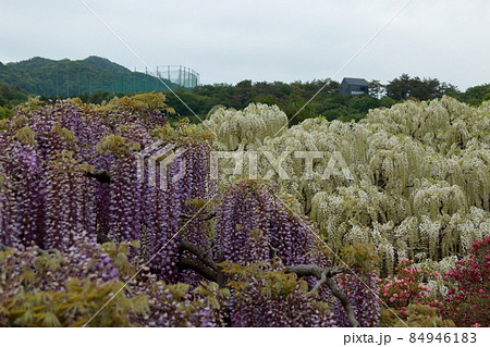あしかがフラワーパーク　藤の花 84946183
