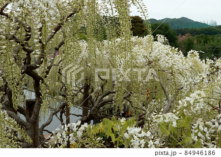 あしかがフラワーパーク 藤の花 あしかがフラワーパーク 藤の花 84946186