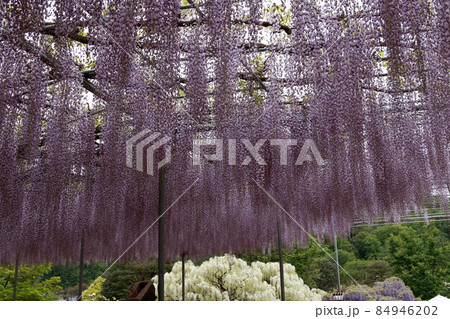 あしかがフラワーパーク 藤の花 あしかがフラワーパーク 藤の花 84946202