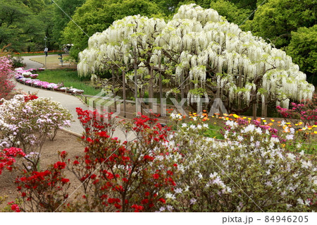 あしかがフラワーパーク 藤の花 あしかがフラワーパーク 藤の花 84946205