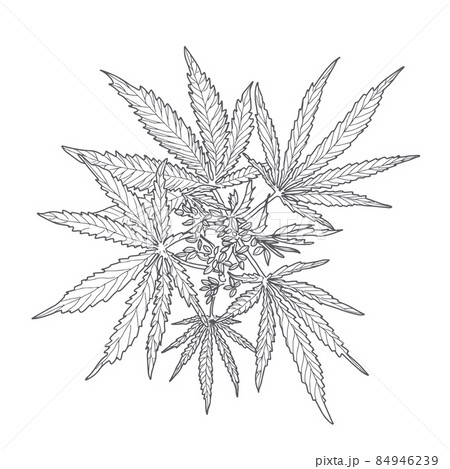 Hemp, cannabis leaves and stems Hemp, cannabis leaves and stems 84946239