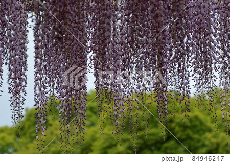 あしかがフラワーパーク 藤の花 あしかがフラワーパーク 藤の花 84946247