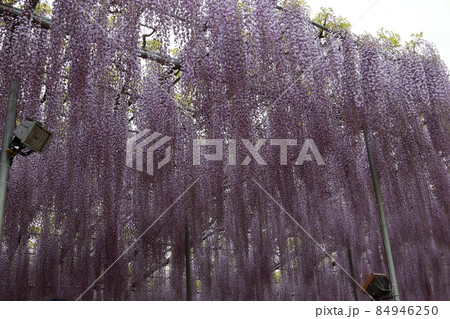 あしかがフラワーパーク　藤の花 84946250