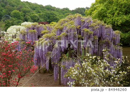 あしかがフラワーパーク　藤の花 84946260