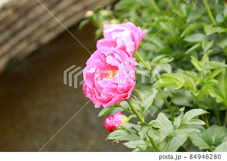 あしかがフラワーパーク 84946280