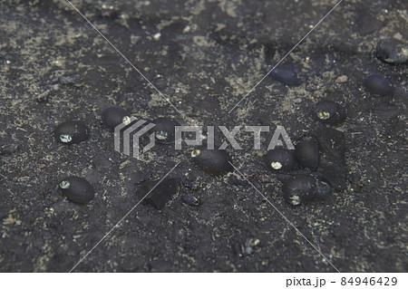 野生のイシマキガイ（福岡県） 84946429