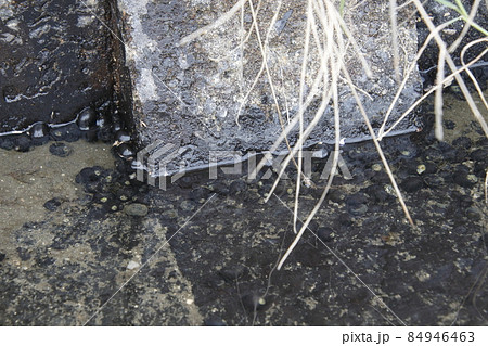 晩秋・野生のイシマキガイ（福岡県） 84946463