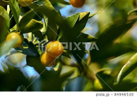 キンカン 84946530