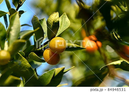 キンカン キンカン 84946531