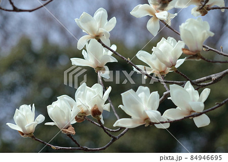 しっとりと美しい花姿 84946695