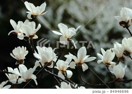 しっとりと美しい花姿 84946696