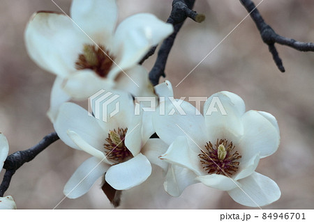 しっとりと美しい花姿 84946701