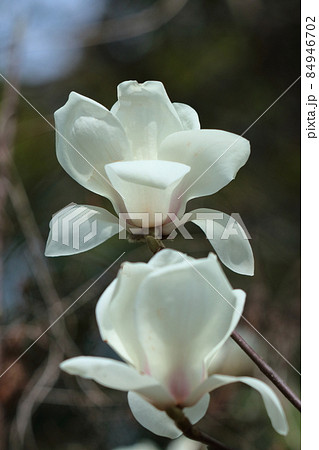 しっとりと美しい花姿 84946702