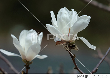 しっとりと美しい花姿 84946703