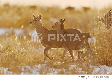 朝焼けに染まるエゾシカの群れとススキ（北海道） 84946780