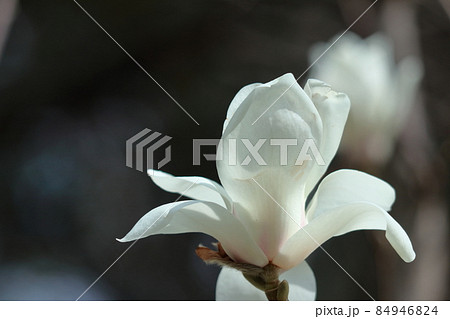 しっとりと美しい花姿 しっとりと美しい花姿 84946824