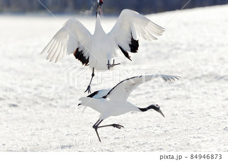 黄金色に輝く草原で踊るタンチョウ(北海道) 黄金色に輝く草原で踊るタンチョウ(北海道) 84946873