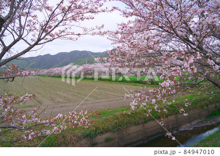 【日本の原風景】花曇りの用水路沿いに咲くソメイヨシノの並木と田園風景4 岡山県岡山市東区 【日本の原風景】花曇りの用水路沿いに咲くソメイヨシノの並木と田園風景4 岡山県岡山市東区 84947010