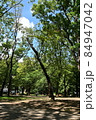 公園に立つ一本の木 84947042