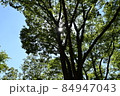 木と木漏れ日と空 84947043