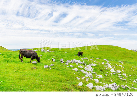 新緑の四国カルストと放牧飼育される牛 新緑の四国カルストと放牧飼育される牛 84947120