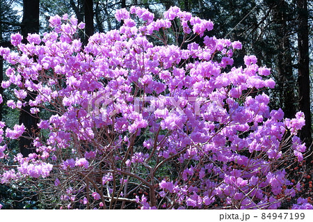 玄界灘に接する地域に自生 玄界灘に接する地域に自生 84947199