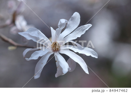 握りこぶしを開いた白い花 握りこぶしを開いた白い花 84947462