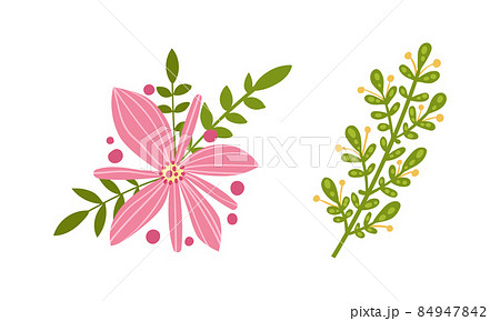 Fantasy ping flower and grass set. Floral natural decoraion vector illustration Fantasy ping flower and grass set. Floral natural decoraion vector illustration 84947842