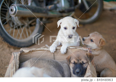 stray puppies (子犬) 84948963