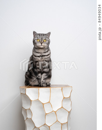 british shorthair cat portrait sitting on white stool on white background 84949034