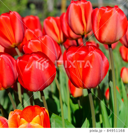 Red tulips in the spring garden Red tulips in the spring garden 84951168