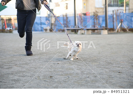 公園で飼い主と一緒に走ってくる、クリーム色のロングコートチワワ 84951321