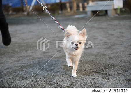 公園で飼い主と一緒に走ってくる、クリーム色のロングコートチワワ 84951552