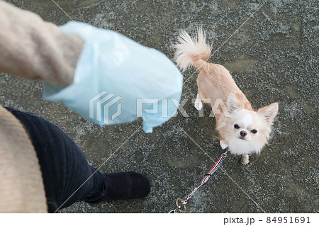 犬のウンチを回収する飼い主の手とその飼い犬のロングコートチワワ 犬のウンチを回収する飼い主の手とその飼い犬のロングコートチワワ 84951691