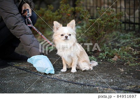 犬のウンチを回収する飼い主の手とその飼い犬のロングコートチワワの写真素材 犬のウンチを回収する飼い主の手とその飼い犬のロングコートチワワの写真素材