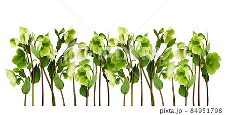 Green hellebore flowers, buds and leaves in a floral border arrangement isolated Green hellebore flowers, buds and leaves in a floral border arrangement isolated 84951798