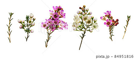 Set of chamelaucium flowers, buds  and leaves isolated 84951816
