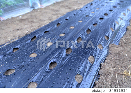 畑の黒いマルチシート 84951934