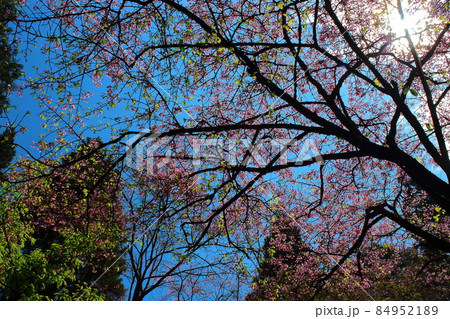 桜 さくら サクラ 84952189