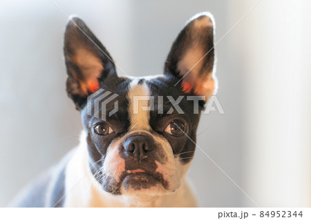 ボストンテリア 84952344