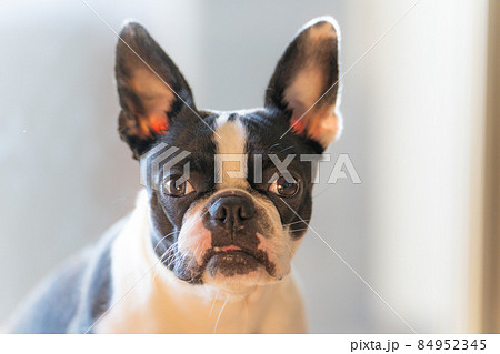 ボストンテリア 84952345